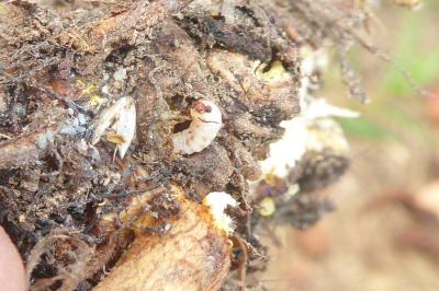 <i>Pyropteron chrysidiforme</i>