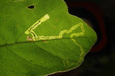 <i>Stigmella aceris</i>