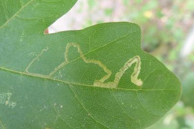 <i>Stigmella aceris</i>