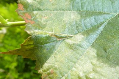 <i>Phyllonorycter nicellii</i>