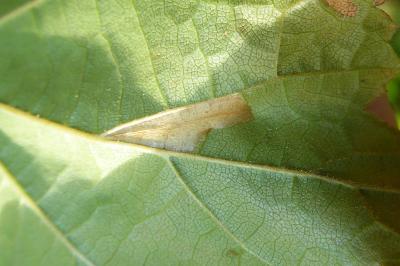 <i>Phyllonorycter nicellii</i>