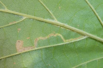 <i>Stigmella microtheriella</i>