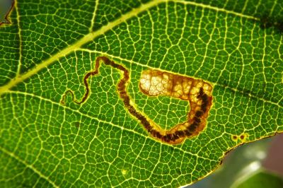 <i>Ectoedemia haraldi/heringella</i>