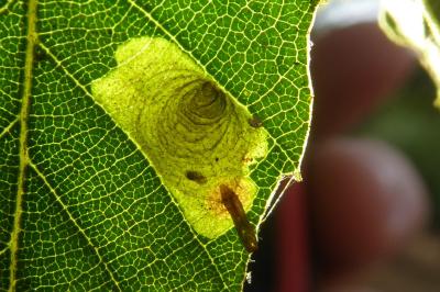 <i>Tischeria dodonaea</i>