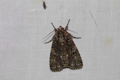 <i>Acronicta rumicis</i>