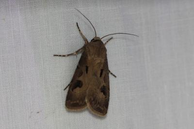 <i>Agrotis exclamationis</i>