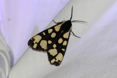 <i>Arctia villica</i>