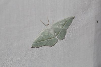 <i>Campaea margaritaria</i>