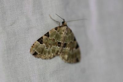<i>Colostygia pectinataria</i>