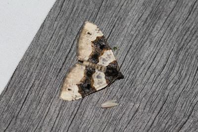 <i>Cosmorhoe ocellata</i>