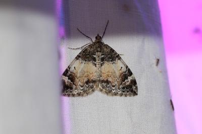 <i>Dysstroma truncata</i>