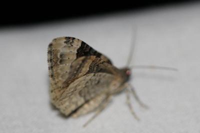 <i>Epirrhoe rivata</i>