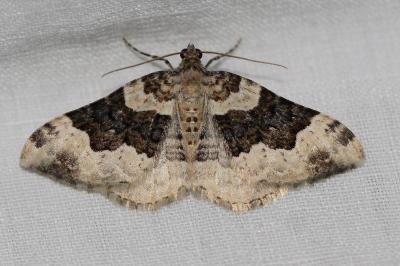 <i>Epirrhoe rivata</i>
