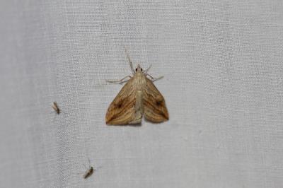 <i>Evergestis forficalis</i>