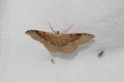<i>Idaea degeneraria</i>