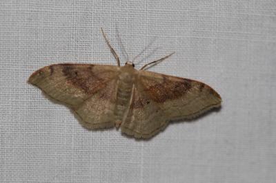 <i>Idaea degeneraria</i>