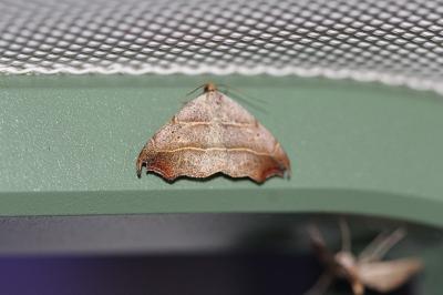 <i>Laspeyria flexula</i>