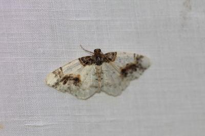 <i>Ligdia adustata</i>