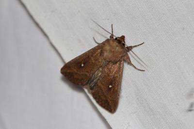 <i>Mythimna albipuncta</i>