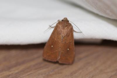 <i>Mythimna albipuncta</i>
