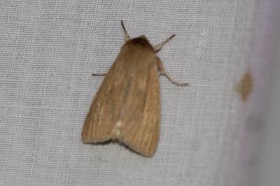 <i>Mythimna pallens</i>