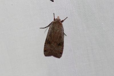 <i>Noctua pronuba</i>