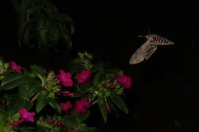 <i>Agrius convolvuli</i>