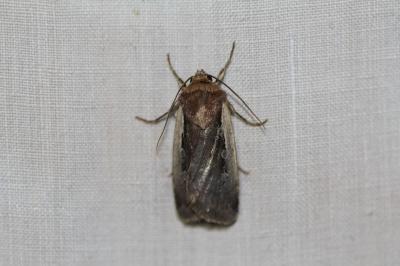 <i>Ochropleura plecta</i>