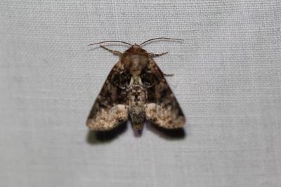 <i>Oligia latruncula/strigilis/versicolor</i>