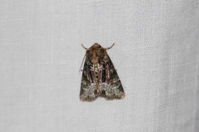 <i>Oligia latruncula/strigilis/versicolor</i>