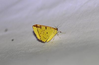 <i>Opisthograptis luteolata</i>