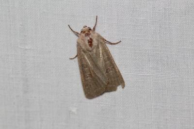 <i>Orthosia cerasi</i>