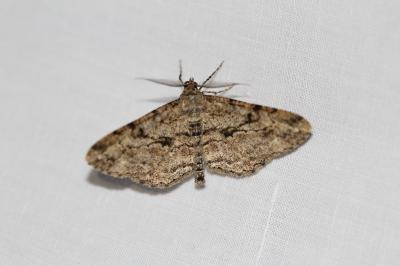 <i>Peribatodes rhomboidaria</i>