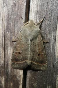 <i>Leptologia lota</i>
