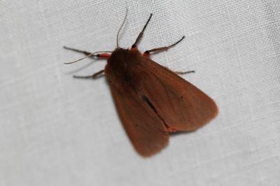 <i>Phragmatobia fuliginosa</i>