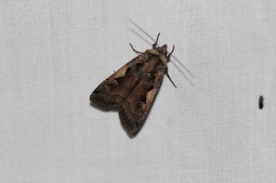 <i>Xestia c-nigrum</i>