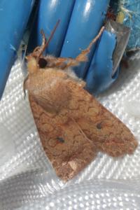 <i>Sunira circellaris</i>