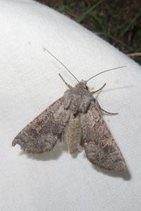 <i>Aporophyla lueneburgensis</i>