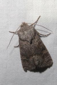 <i>Aporophyla lueneburgensis</i>