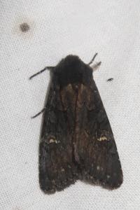<i>Aporophyla nigra</i>