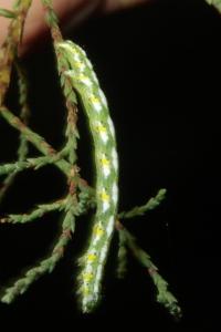 <i>Chiasmia aestimaria</i>