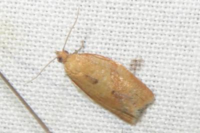 <i>Clepsis consimilana</i>