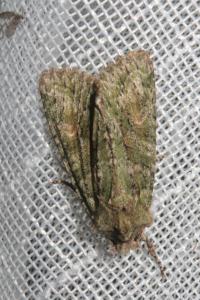 <i>Dryobotodes eremita</i>