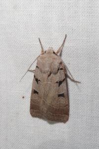 <i>Eugnorisma glareosa</i>