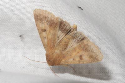 <i>Helicoverpa armigera</i>