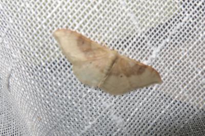 <i>Idaea degeneraria</i>