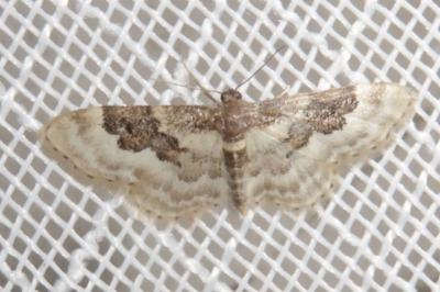 <i>Idaea rusticata</i>