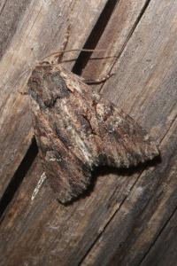 <i>Mniotype solieri</i>