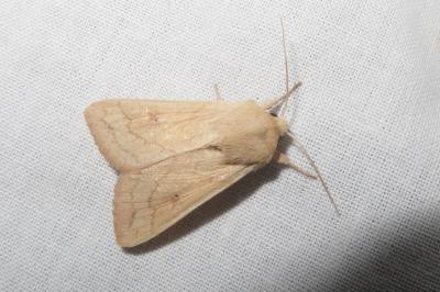 <i>Mythimna vitellina</i>
