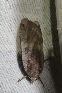<i>Noctua pronuba</i>